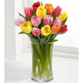 Tulips Delivery Japan