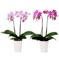 Indoor Plants Japan