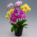 Mother's Day Plant Delivery Japan