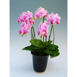 Japan Plant Shop