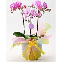Middy Phalaenopsis Orchid Japan