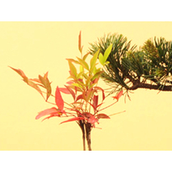 Buy Bonsai from Japan