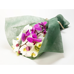 Sending Someone Orchids Japan – Phalaenopsis Bouquet
