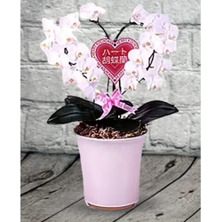 Heart Phalaenopsis Orchid - Online Plant Shop Japan