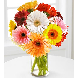 12 Multi-Color Gerbera Daisies Vase - Send Flowers Japan Online