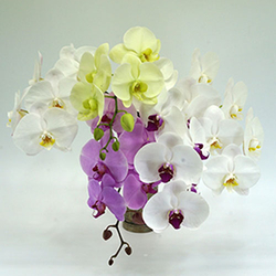 Phalaenopsis Bouquet