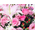 Japan Flower Shop Delivery
