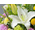 Japan Flower Shop Delivery