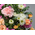 Funeral Flower Japan