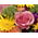 Japan Flower Shop Delivery