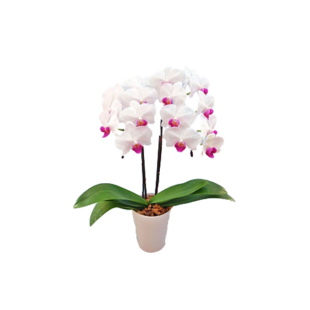 White Middy Phalaenopsis - Bonsai Japan Online Shop