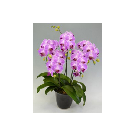 Candy Sorella Orchids Potted Plants Japan