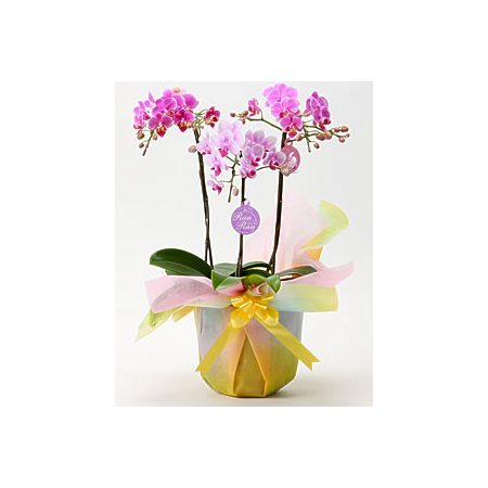 Middy Phalaenopsis Orchid Japan