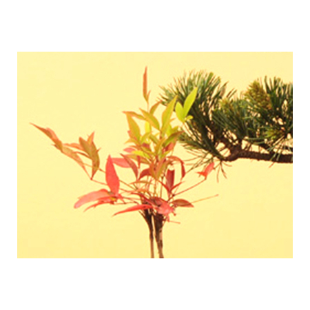 Buy Bonsai from Japan