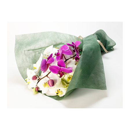 Sending Someone Orchids Japan – Phalaenopsis Bouquet