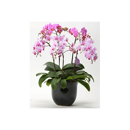 Japan Orchid