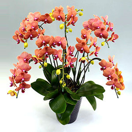 Indoor Plants Japan